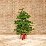 " Der lebende Weihnachtsbaum"-Selbstabholung im Schwanenland