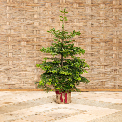 "Der lebende Weihnachtsbaum"- mit Lieferung nach München mit PLZ 81...
