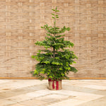 "Der lebende Weihnachtsbaum"- deutschlandweite Lieferung