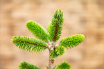 " Der lebende Weihnachtsbaum"-Selbstabholung im Schwanenland