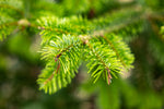 " Der lebende Weihnachtsbaum"- mit Lieferung nach LK: München mit PLZ 857...,855...,856...