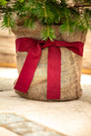 "Der lebende Weihnachtsbaum"- mit Lieferung nach München mit PLZ 80...