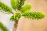 " Der lebende Weihnachtsbaum"-Selbstabholung im Schwanenland
