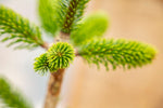 "Der lebende Weihnachtsbaum"- mit Lieferung nach München mit PLZ 80...