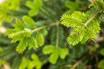 "Der lebende Weihnachtsbaum"- mit Lieferung nach München mit PLZ 80...