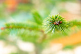 " Der lebende Weihnachtsbaum"-Selbstabholung im Schwanenland