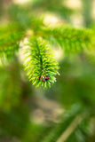 " Der lebende Weihnachtsbaum"- mit Lieferung nach LK: München mit PLZ 857...,855...,856...