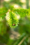 "Der lebende Weihnachtsbaum"- mit Lieferung nach München mit PLZ 80...
