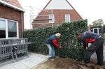 Efeuhecke / Fertighecke / Naturhecke -Woerner
