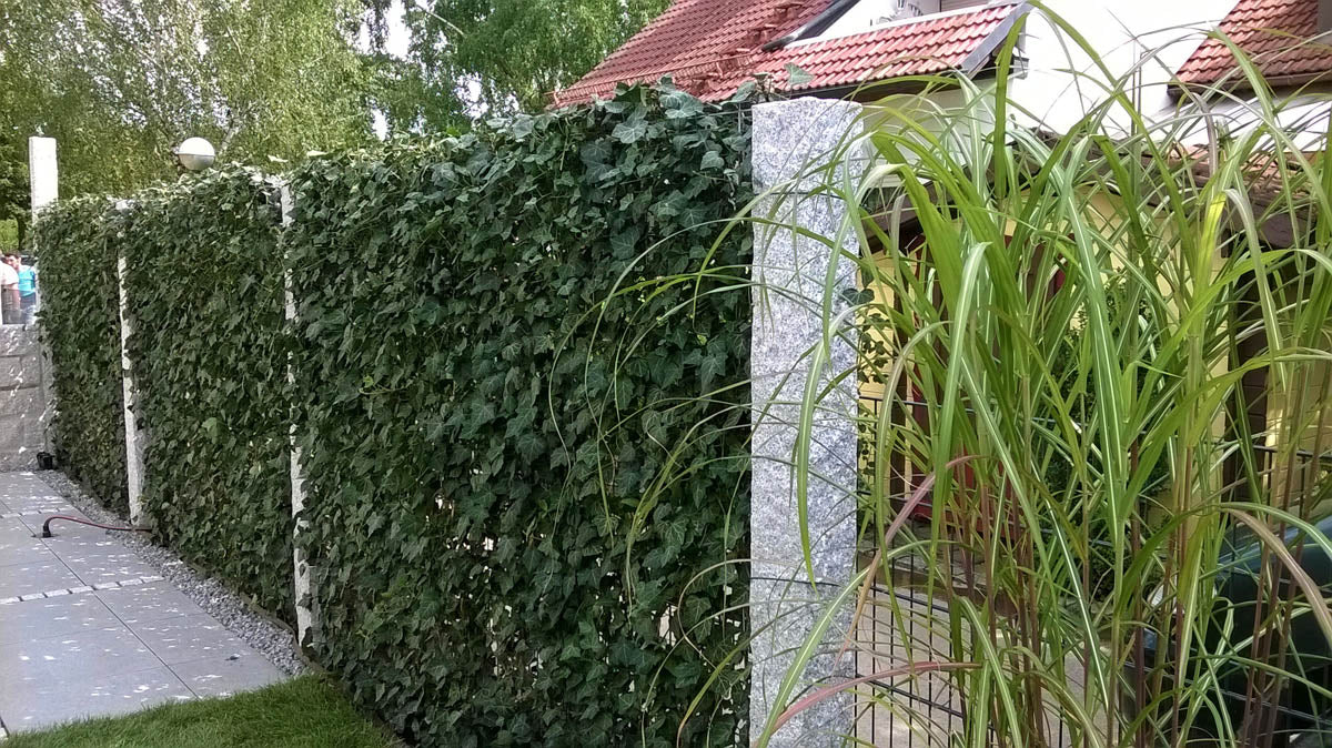 Efeuhecke / Fertighecke / Naturhecke -Woerner