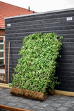 Euonymushecke / Fertighecke / Naturhecke - Woerner